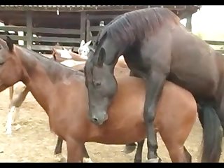 Stallion Crioulo Attack