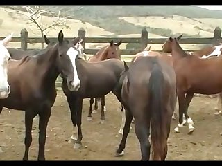 Stallion Crioulo Attack