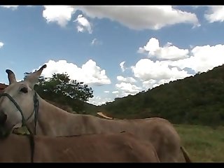 Donkey Mating 2th Coverage