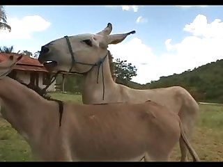 Donkey Mating 2th Coverage