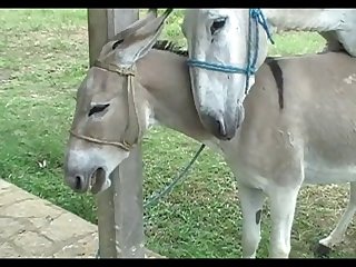 Donkey Mating 2th Coverage