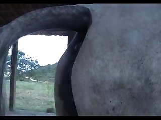 Mare Foal Heat 1
