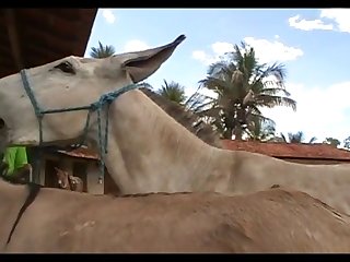 Donkey Mating 2th Coverage