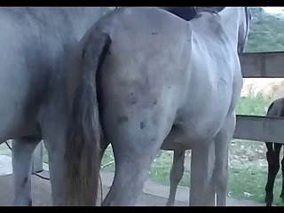 Mare Foal Heat 1