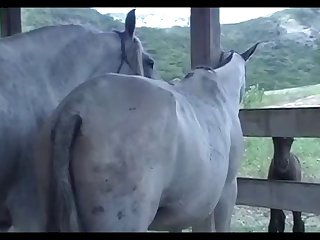 Mare Foal Heat 1