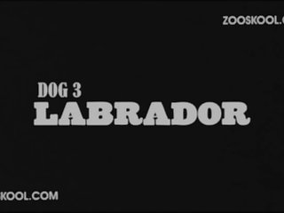 Good Vibrations Dog Porn