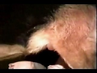 Xhamster Animal Sex Video