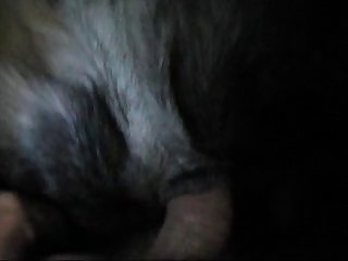 Sofia Baddie Dog Porn