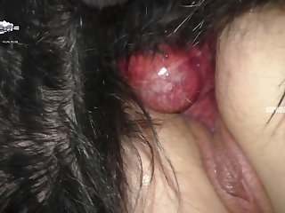Dog Porn Pic