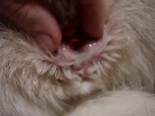 Zoophilie Asien