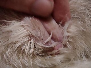 Zoophilie Asien