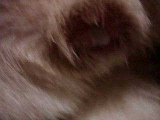 Zoophilie Asien