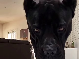 Dc Dog Porn