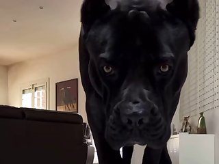 Dc Dog Porn