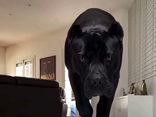 Dc Dog Porn
