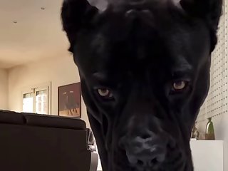 Dc Dog Porn