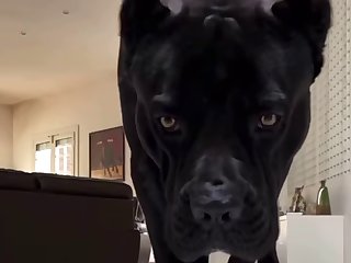 Dc Dog Porn