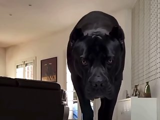 Dc Dog Porn