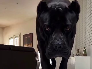 Dc Dog Porn