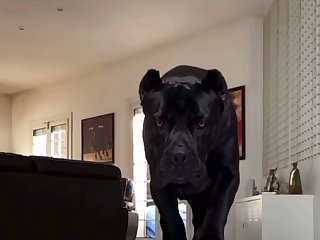 Dc Dog Porn