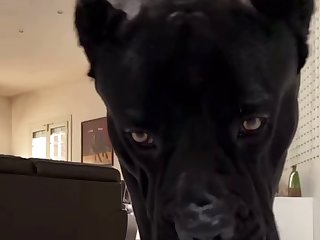 Dc Dog Porn