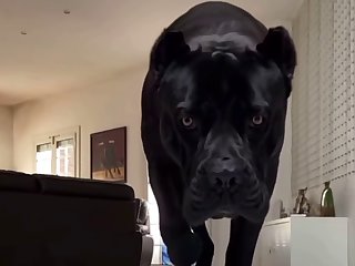 Dc Dog Porn