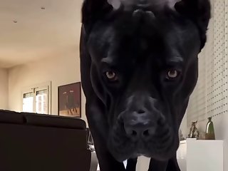 Dc Dog Porn