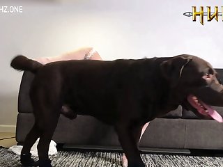 Pate Dog Porn