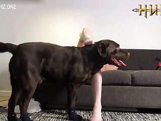 Pate Dog Porn