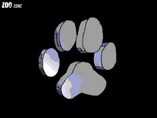 Zoofilia Gato