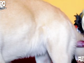 Dog Sex Video