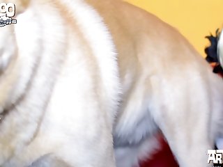 Dog Sex Video