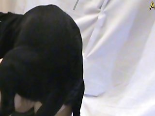 Cachorro Goza Na Mulher