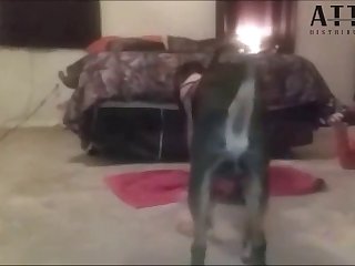 Homem Transando Com Cachorro