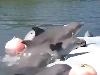 Porno De Peces
