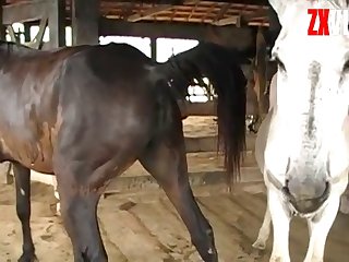 Horse And Mansex - Mare Horse Pussy