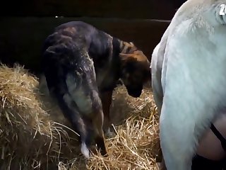 Köpek Insan Pornosu
