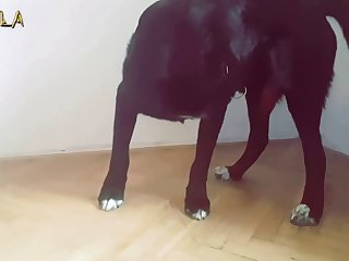 Chupando Pau De Cavalo