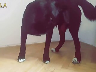 Chupando Pau De Cavalo
