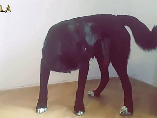 Chupando Pau De Cavalo