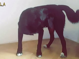 Chupando Pau De Cavalo