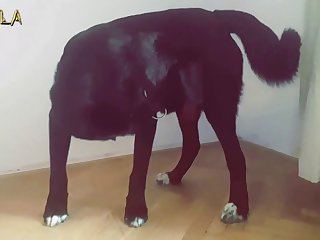 Chupando Pau De Cavalo