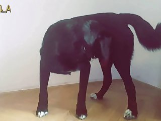 Chupando Pau De Cavalo