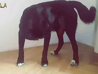 Chupando Pau De Cavalo