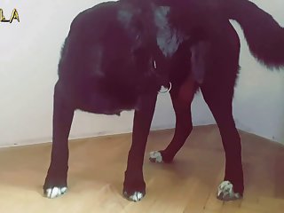 Chupando Pau De Cavalo
