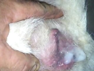Porno Gratis Zoofilia