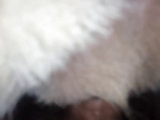 Porno Gratis Zoofilia