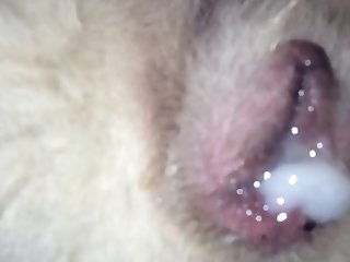 Porno Gratis Zoofilia