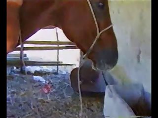 Beastyality Sex Videos