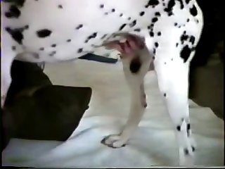 Köpekle Sikişen Kadın